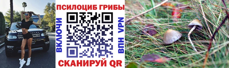 Псилоцибиновые грибы Cubensis  Пугачёв 