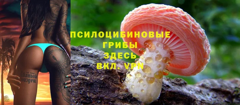 Галлюциногенные грибы Cubensis  где можно купить наркотик  Пугачёв 